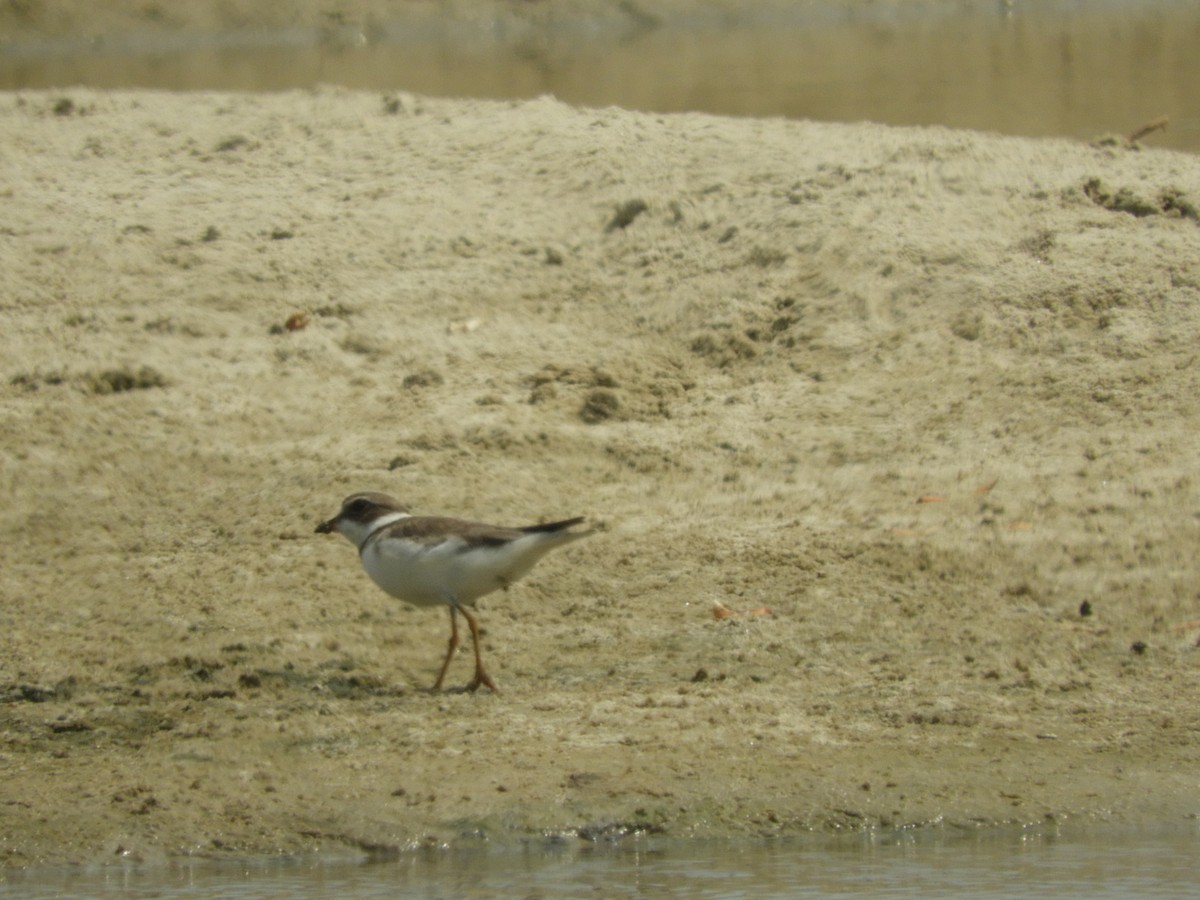Semipalmated Plover - ML614464944