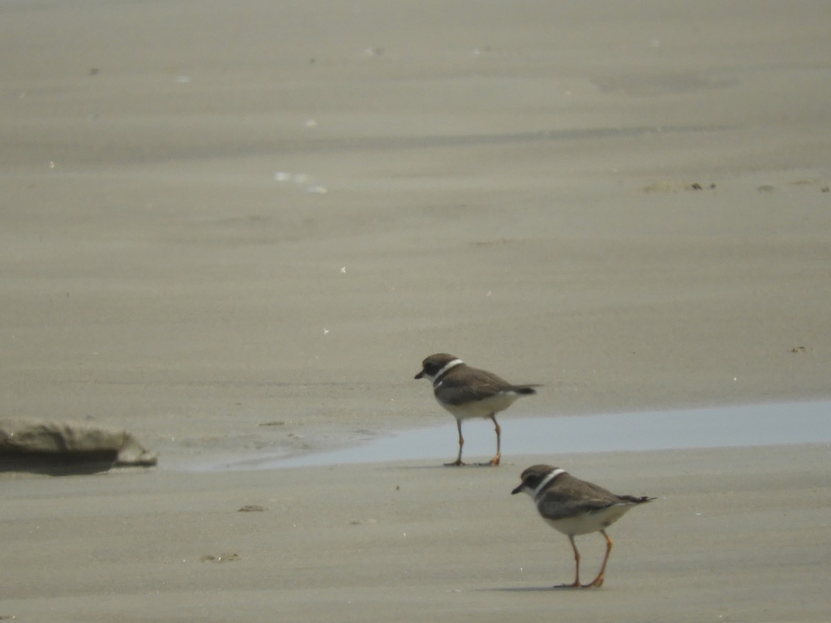 Semipalmated Plover - ML614465138
