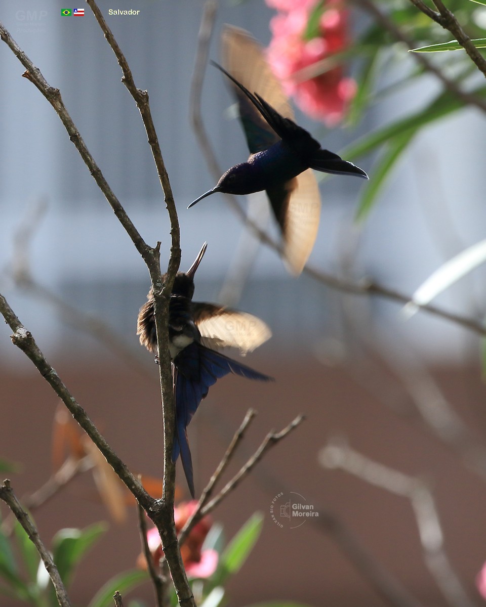 Swallow-tailed Hummingbird - Gilvan Moreira