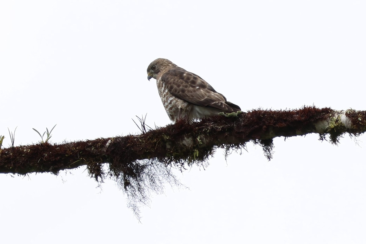 Broad-winged Hawk (Northern) - ML614465342