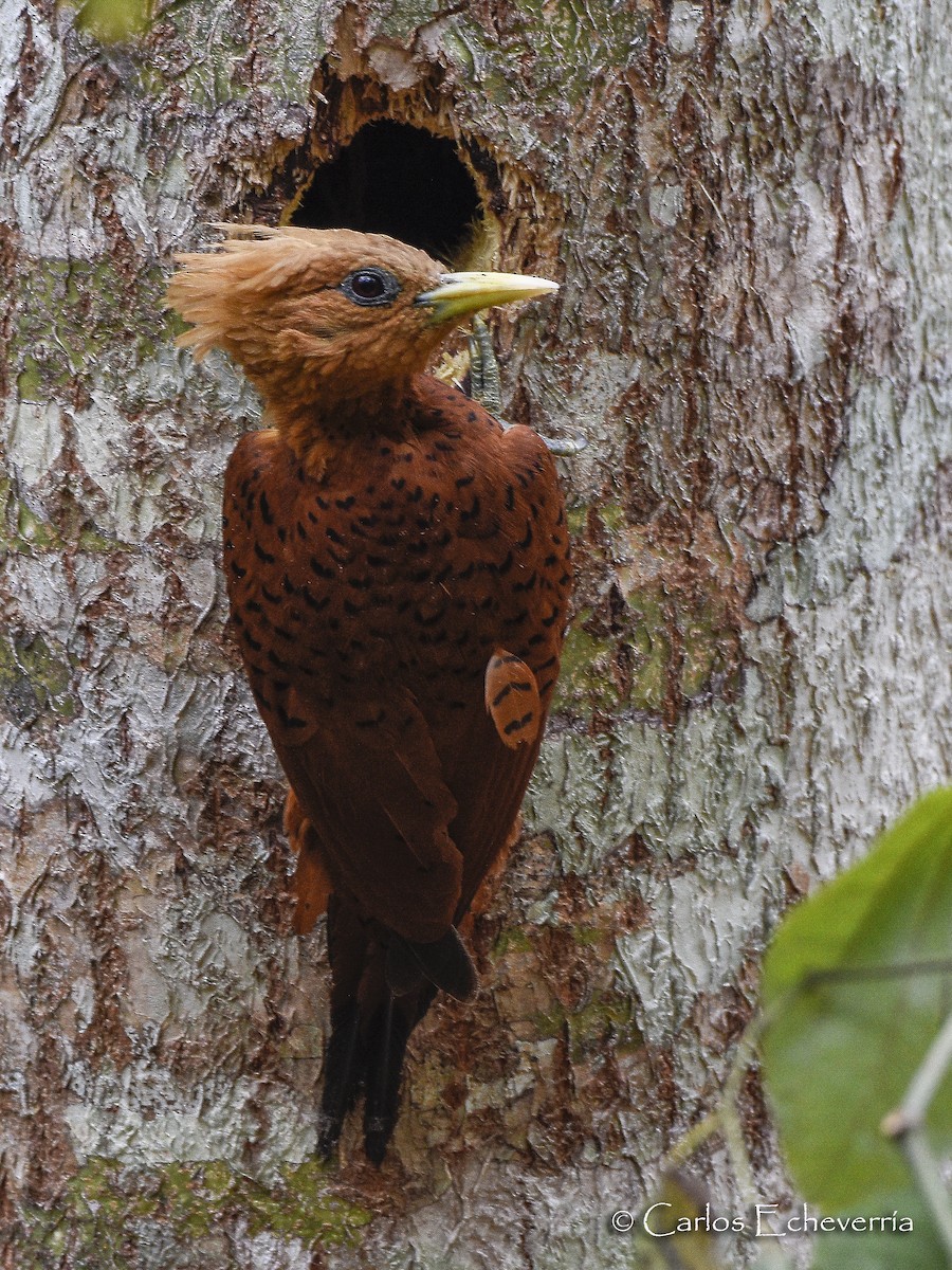 Chestnut-colored Woodpecker - ML61446541