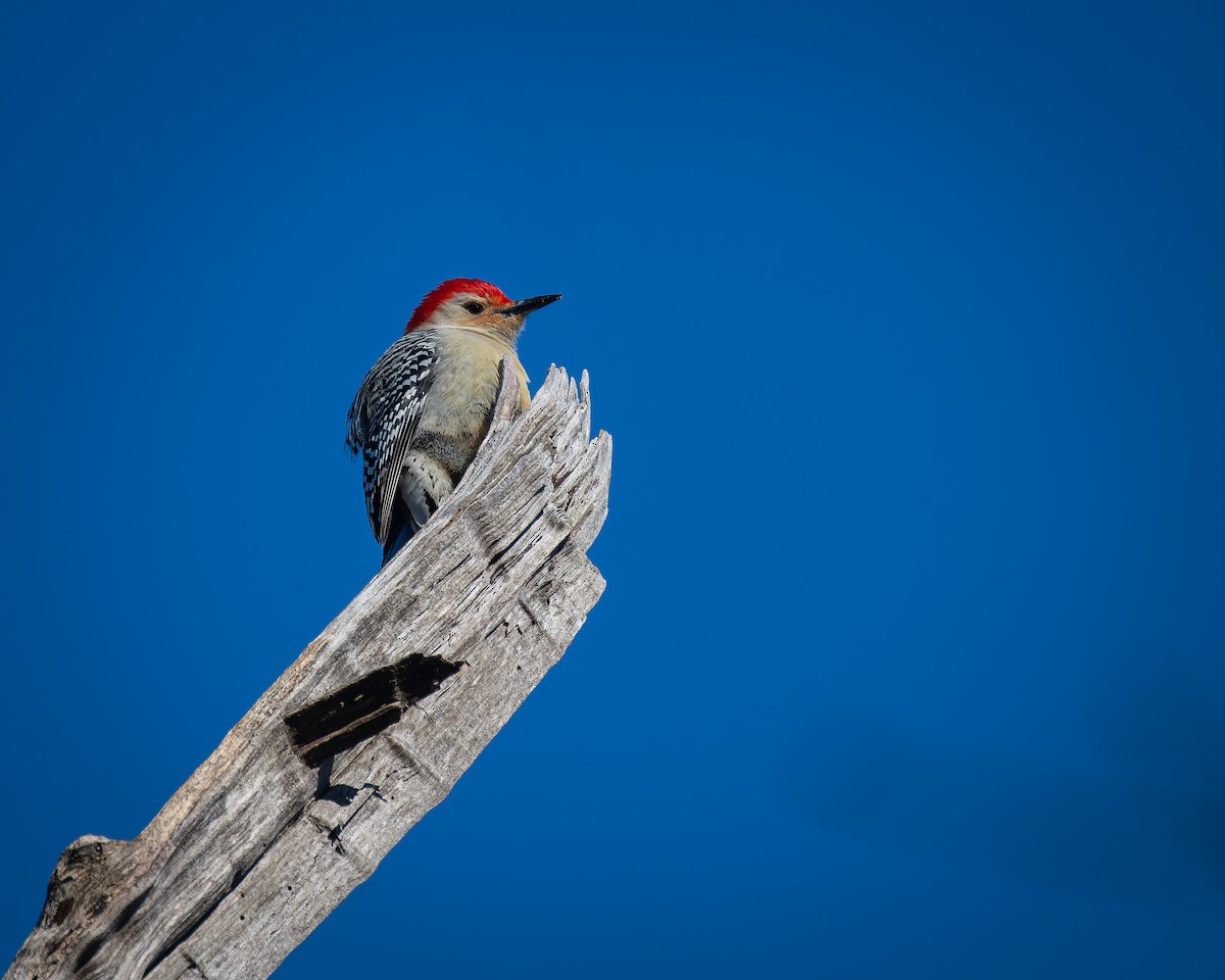 Red-bellied Woodpecker - ML614465447
