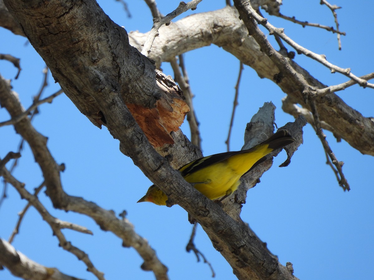 Western Tanager - ML614465693