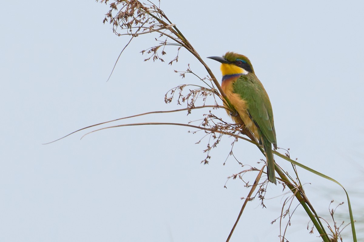 Blue-breasted Bee-eater - ML614465715