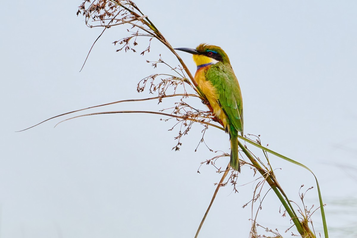 Blue-breasted Bee-eater - ML614465716