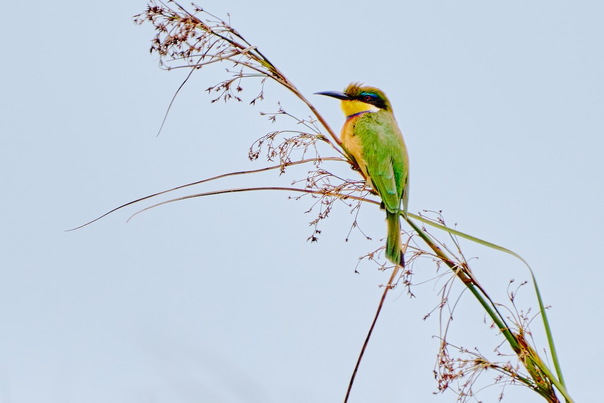 Blue-breasted Bee-eater - ML614465717