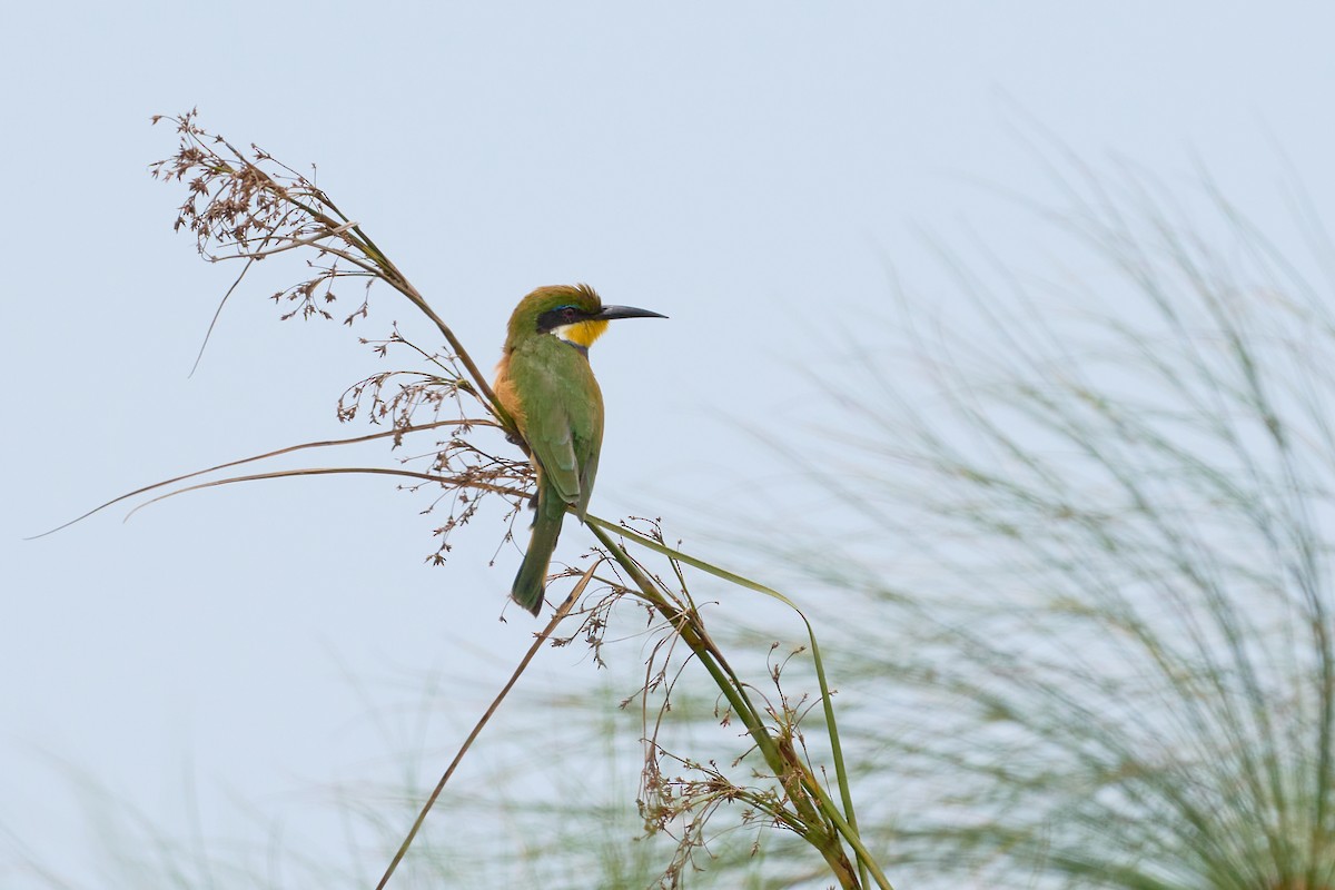Blue-breasted Bee-eater - ML614465719
