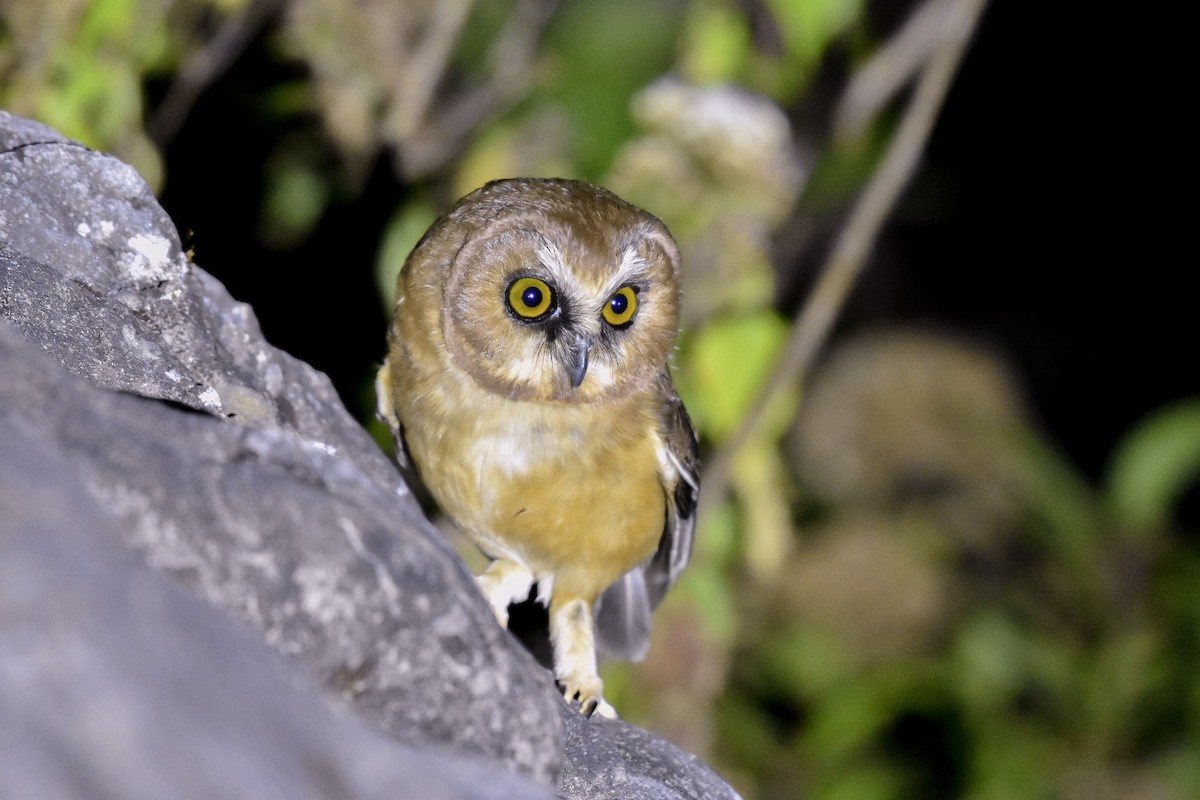 Unspotted Saw-whet Owl - ML614465749
