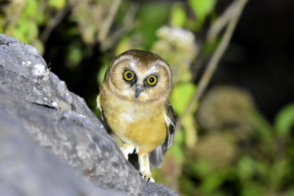 Unspotted Saw-whet Owl - ML614465750