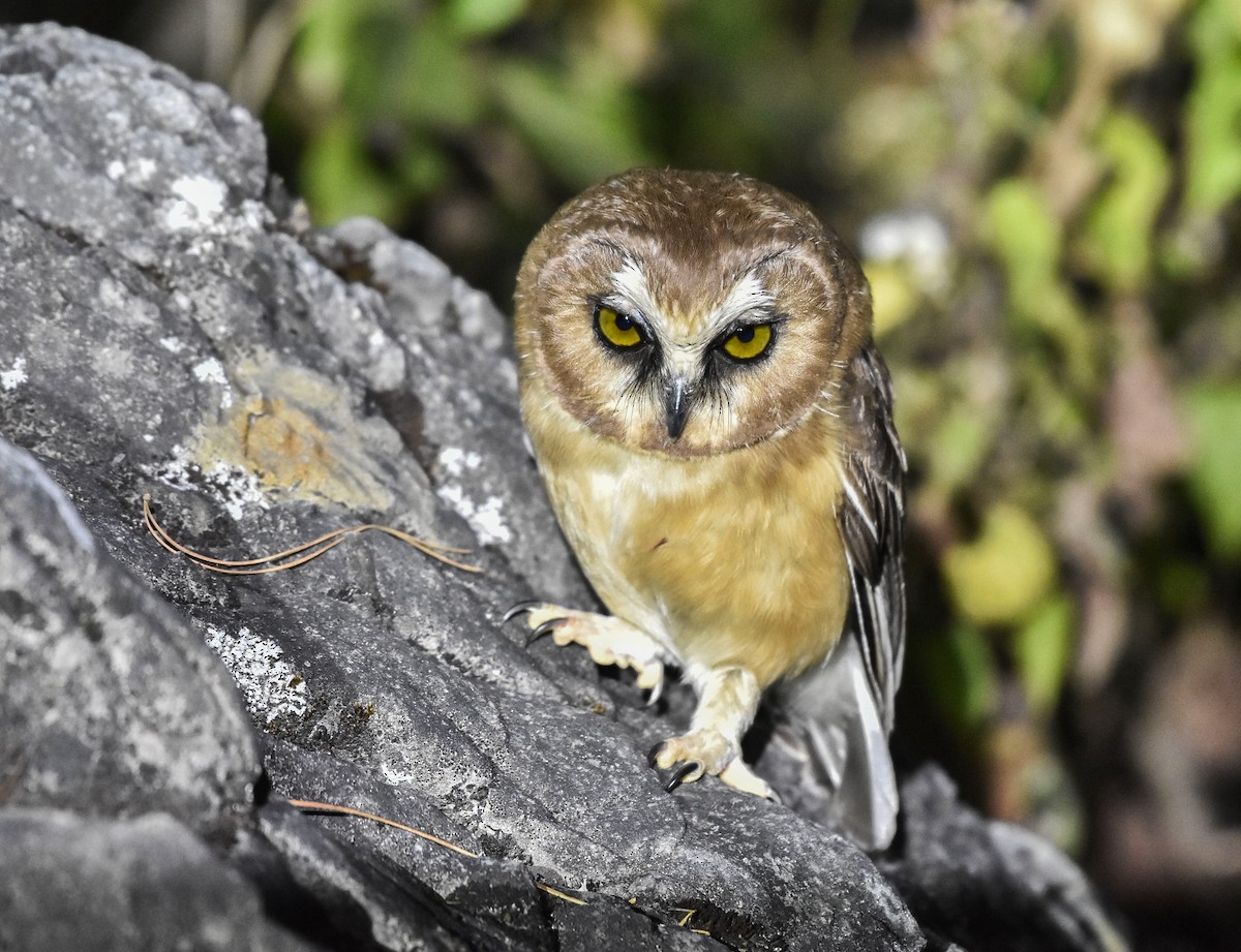 Unspotted Saw-whet Owl - ML614465751