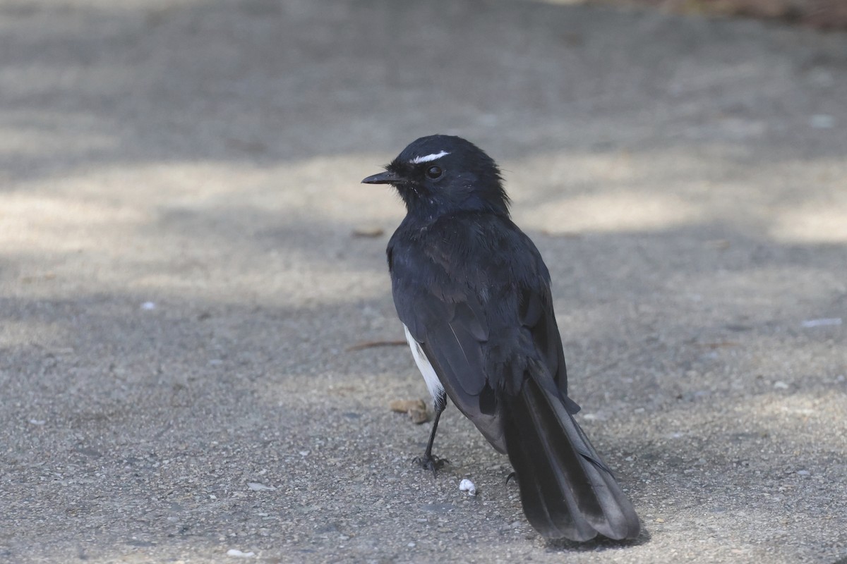 Willie-wagtail - ML614465858