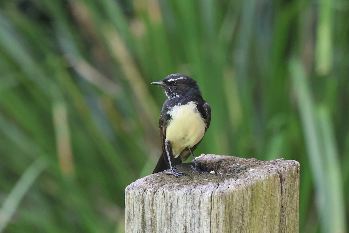 Willie-wagtail - ML614465894