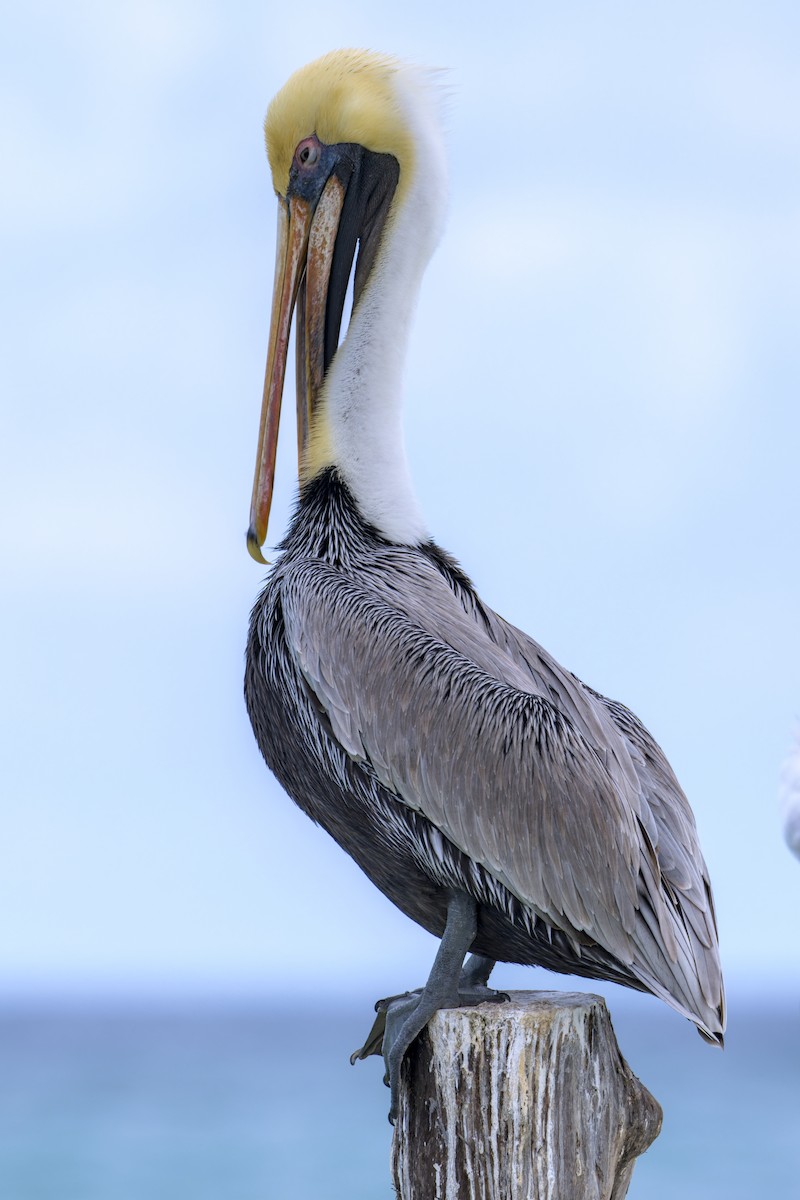 pelikán hnědý - ML614465919
