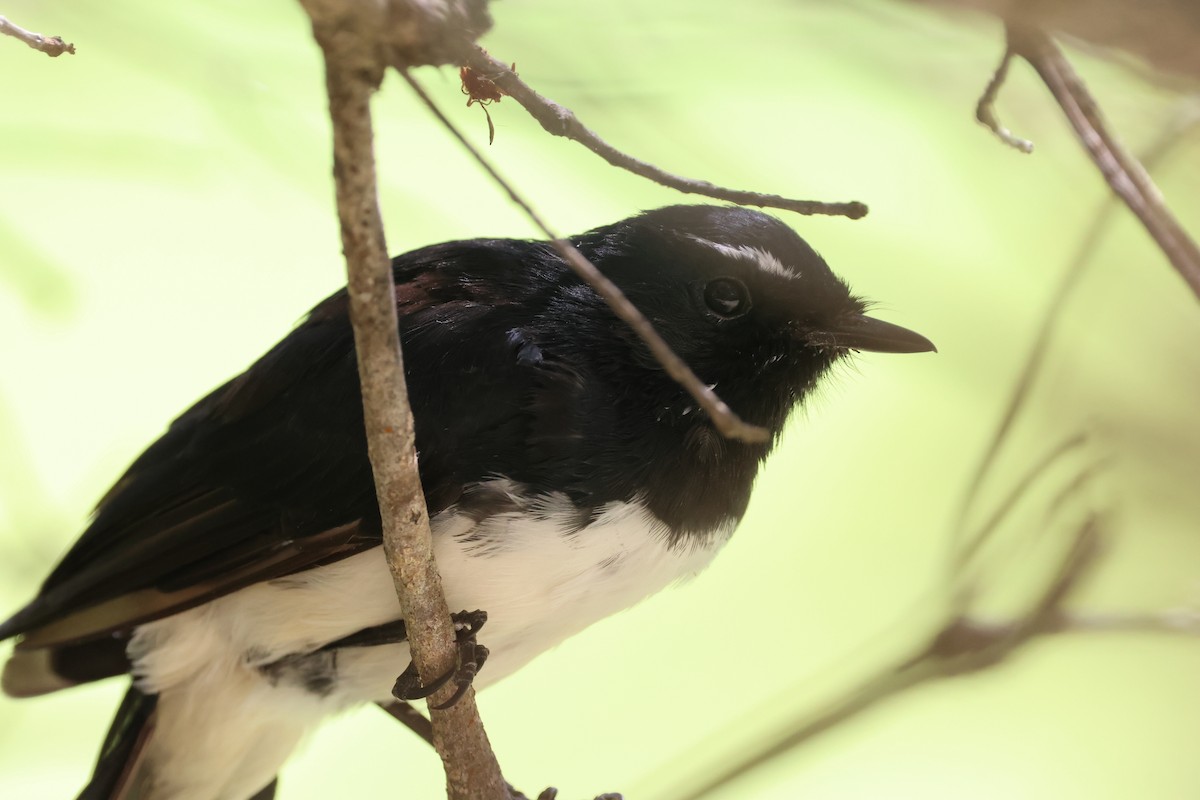 Willie-wagtail - ML614465964