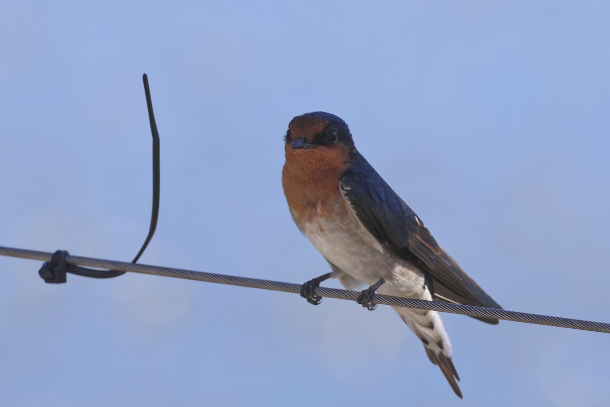 Welcome Swallow - ML614466084