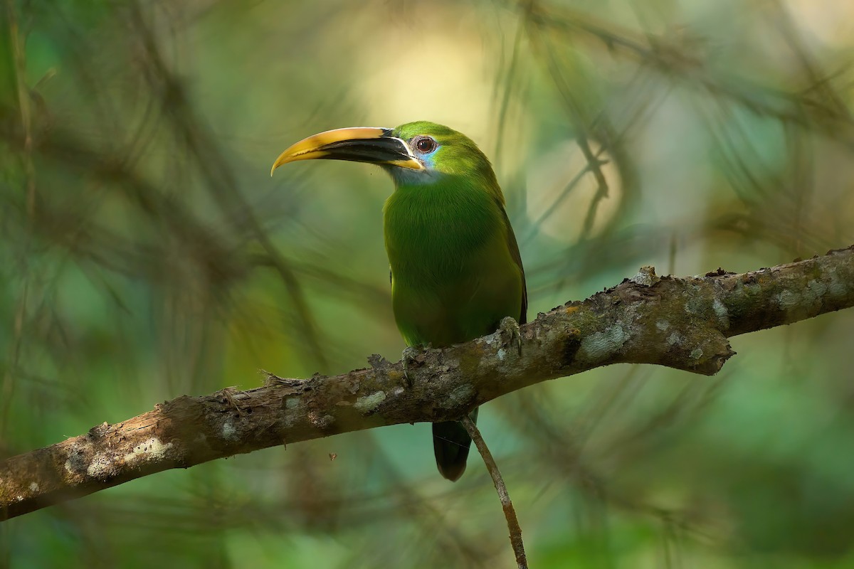 Groove-billed Toucanet (Yellow-billed) - ML614466335