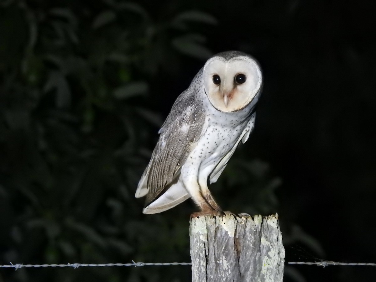 Barn Owl (Eastern) - ML614466359
