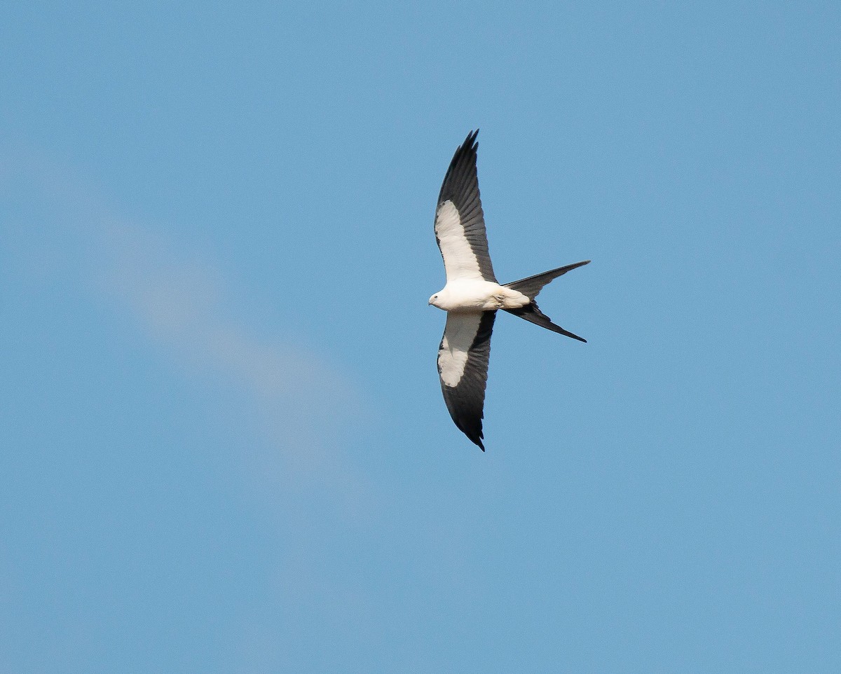 Swallow-tailed Kite - Bonnie Graham