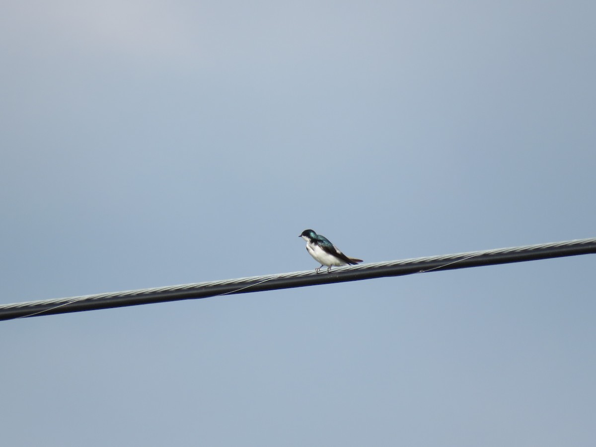 Tree Swallow - Chas Argent
