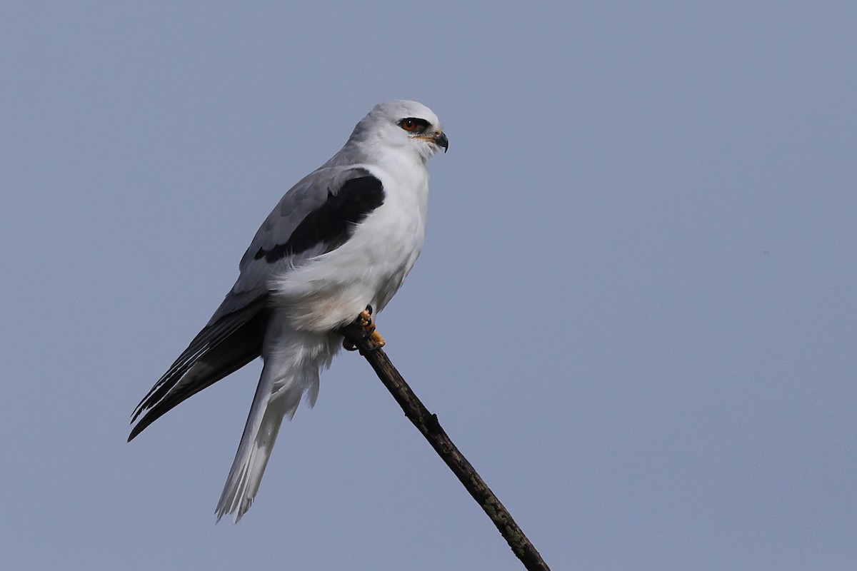 White-tailed Kite - Linda Pittman
