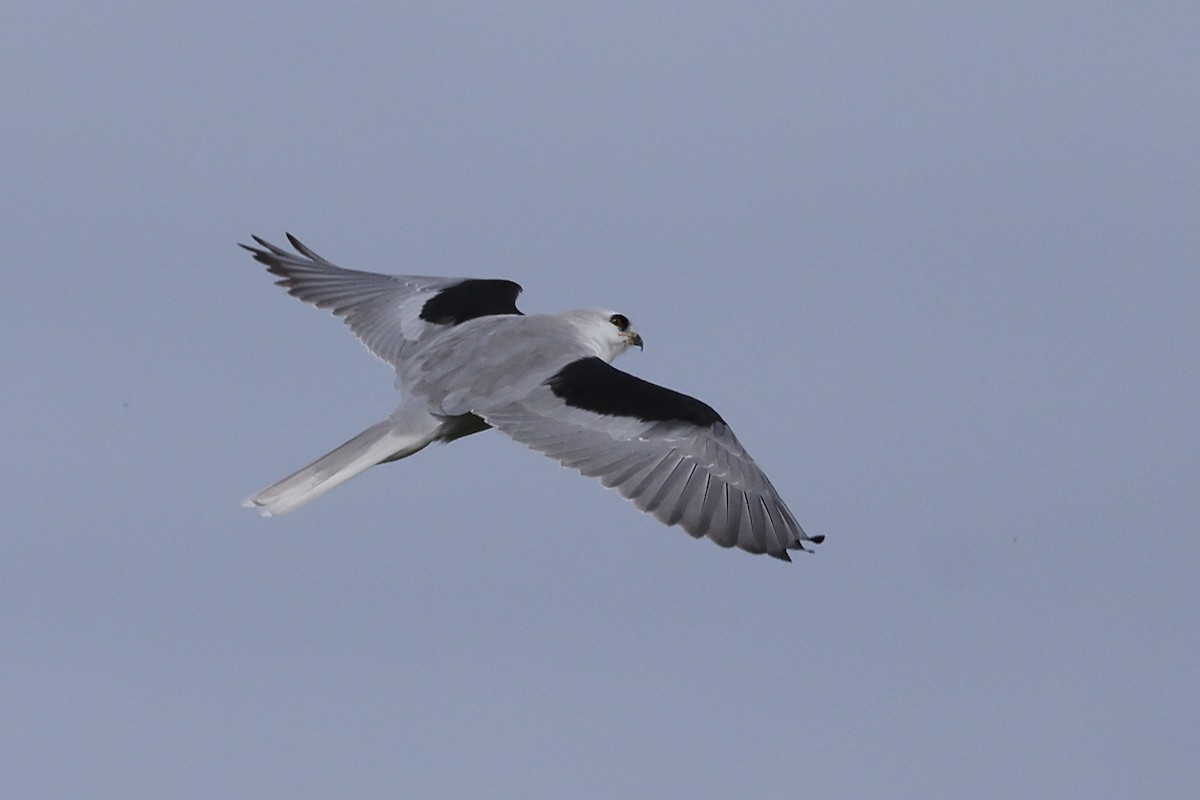 White-tailed Kite - ML614467126