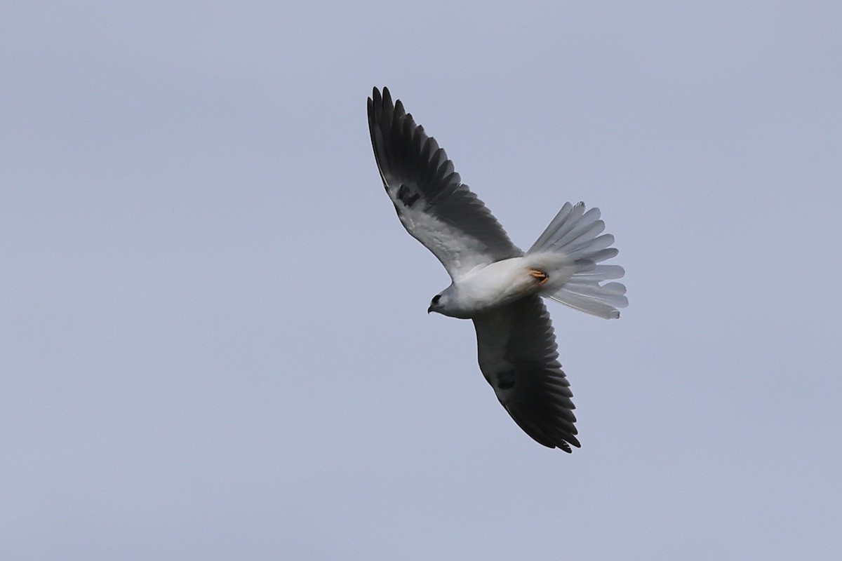 White-tailed Kite - ML614467127