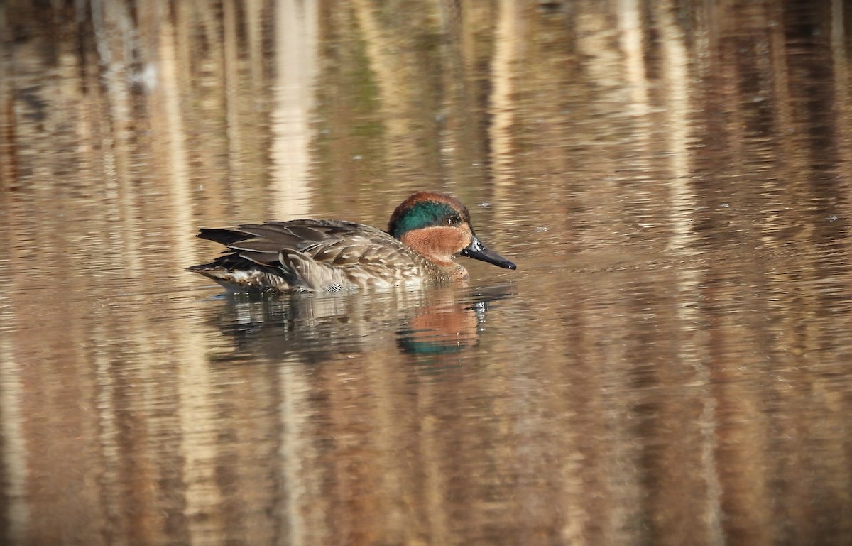 Green-winged Teal - ML614467271