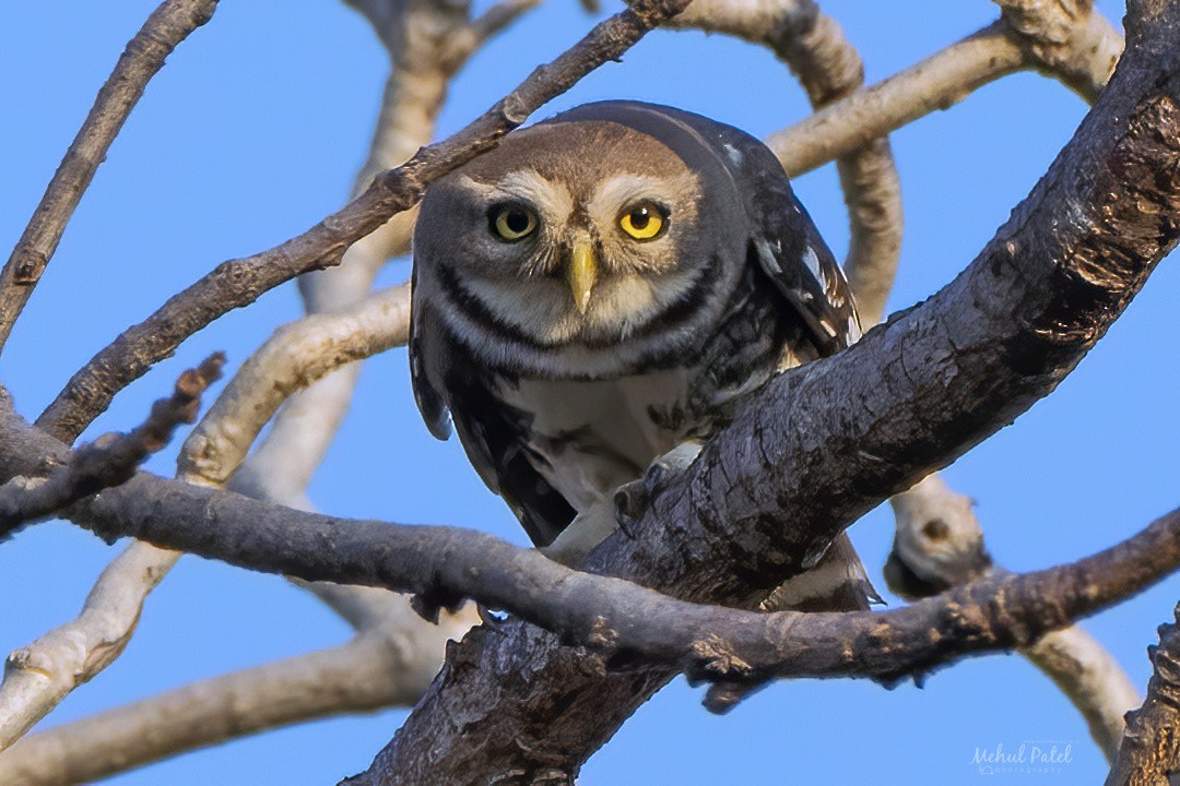 Forest Owlet - ML614467417