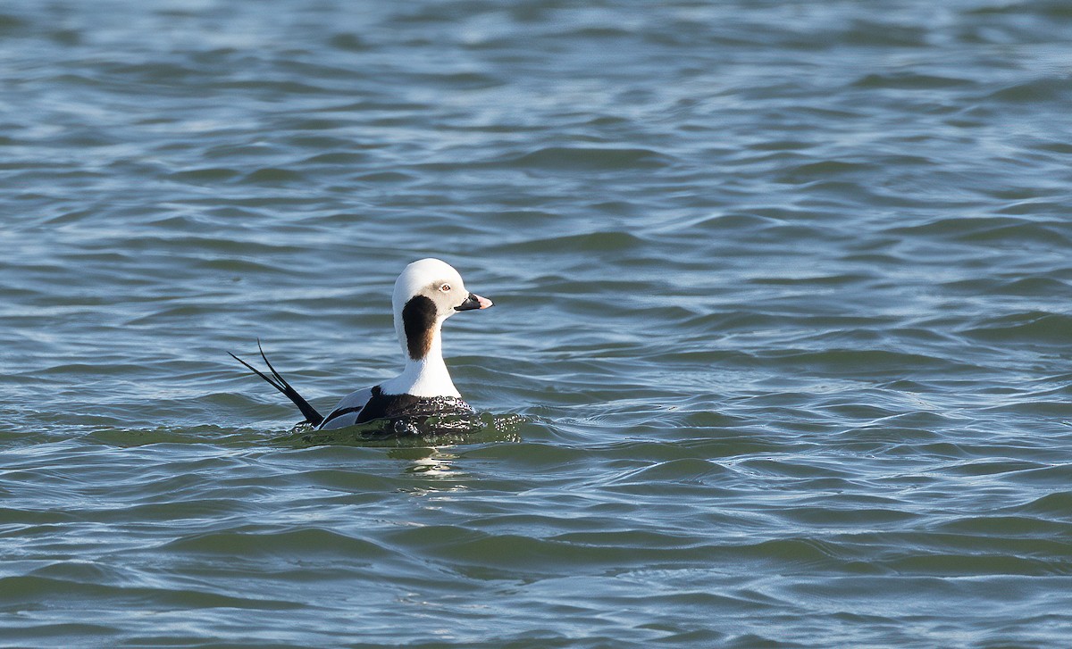 Long-tailed Duck - ML614467518