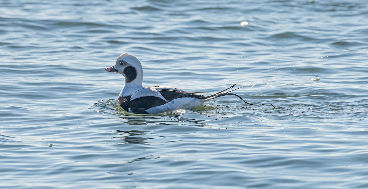 Long-tailed Duck - ML614467519