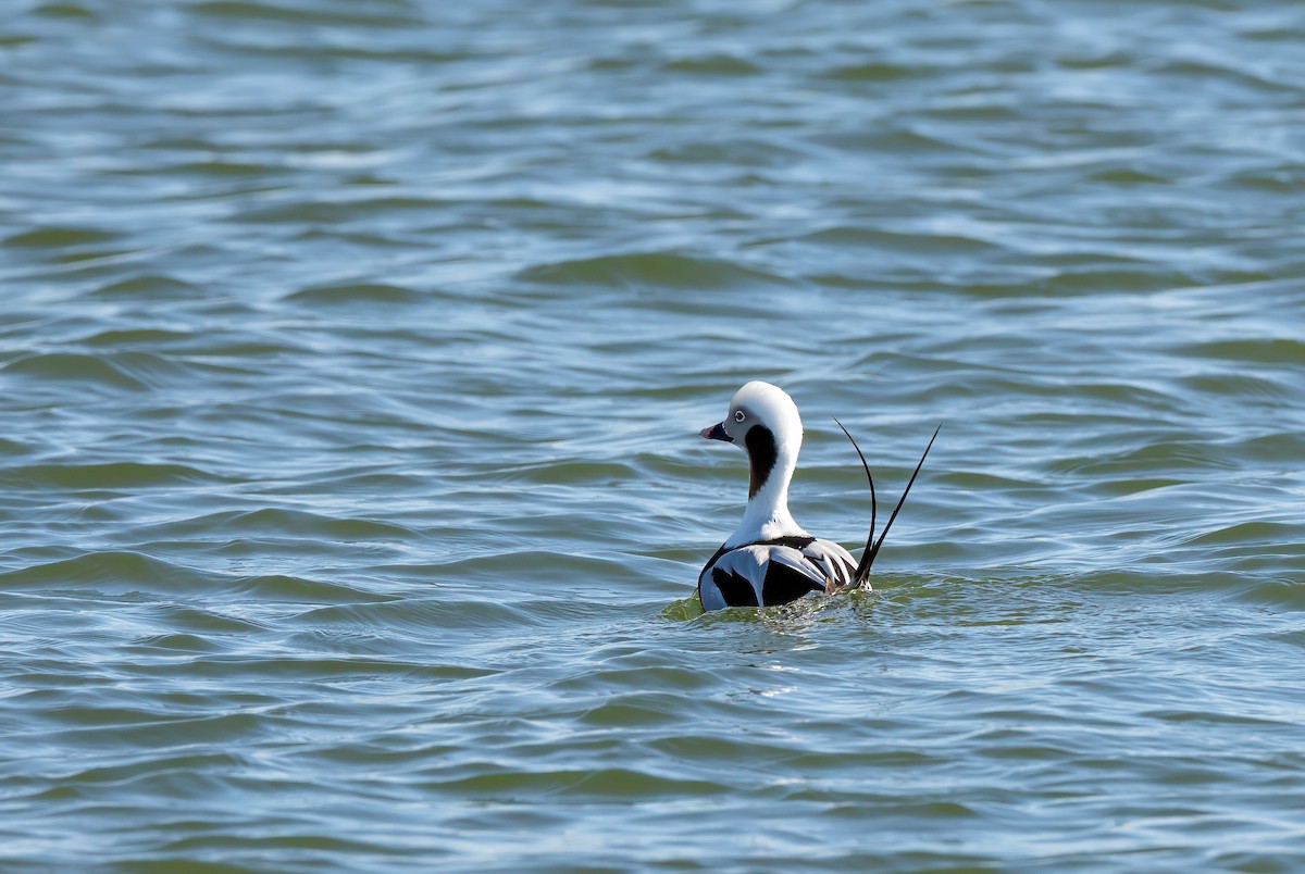 Long-tailed Duck - Harvey Fielder