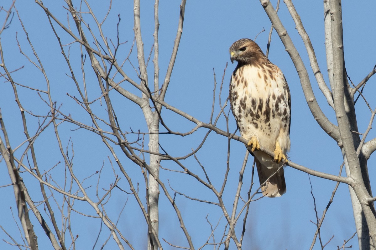 Red-tailed Hawk (abieticola) - ML614467552
