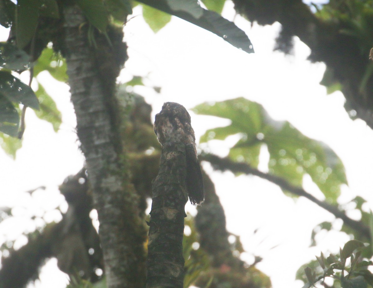 Andean Potoo - ML614467566
