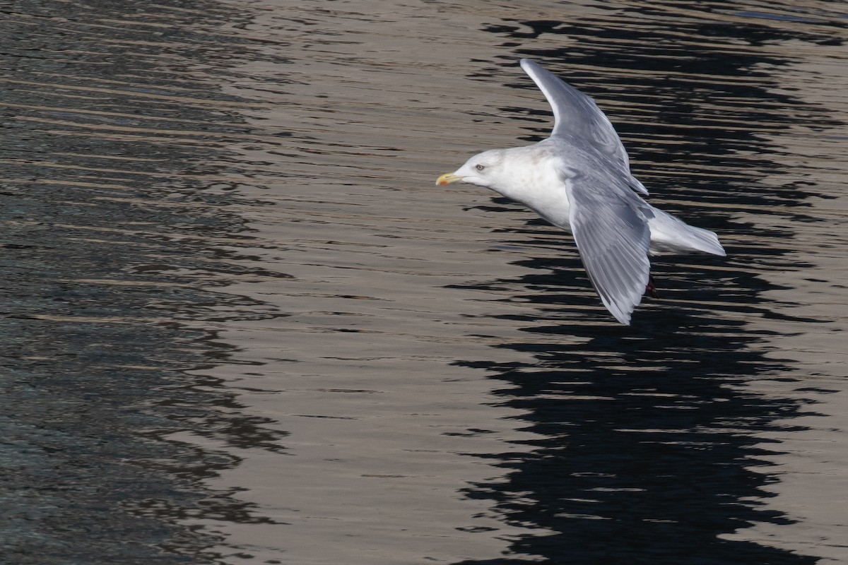 Iceland Gull (kumlieni) - Kyle Wilmarth