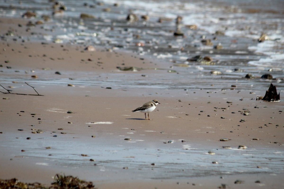 Semipalmated Plover - ML614467853