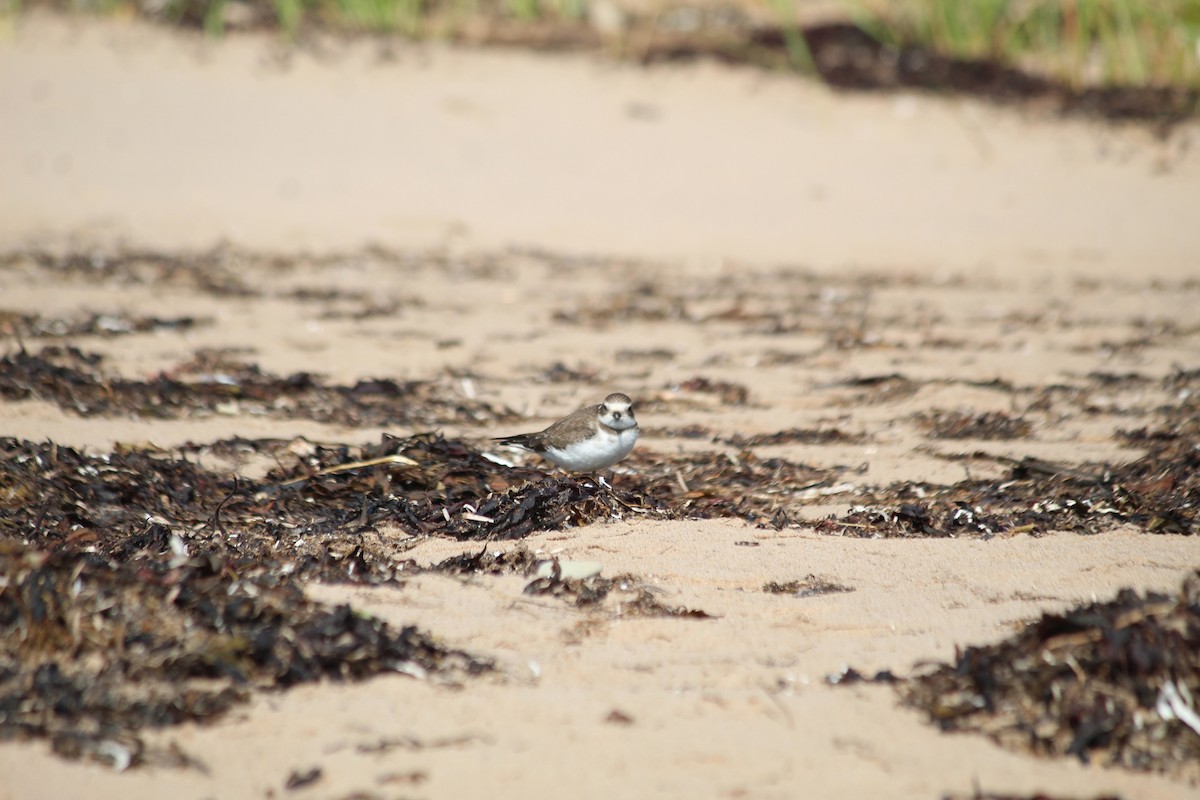 Semipalmated Plover - ML614467854
