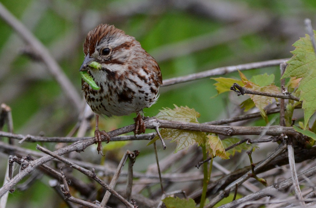 Song Sparrow - Tom Long