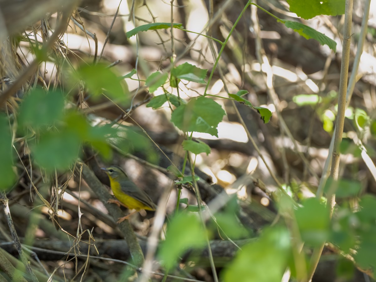 Golden-crowned Warbler - Lee Wallace