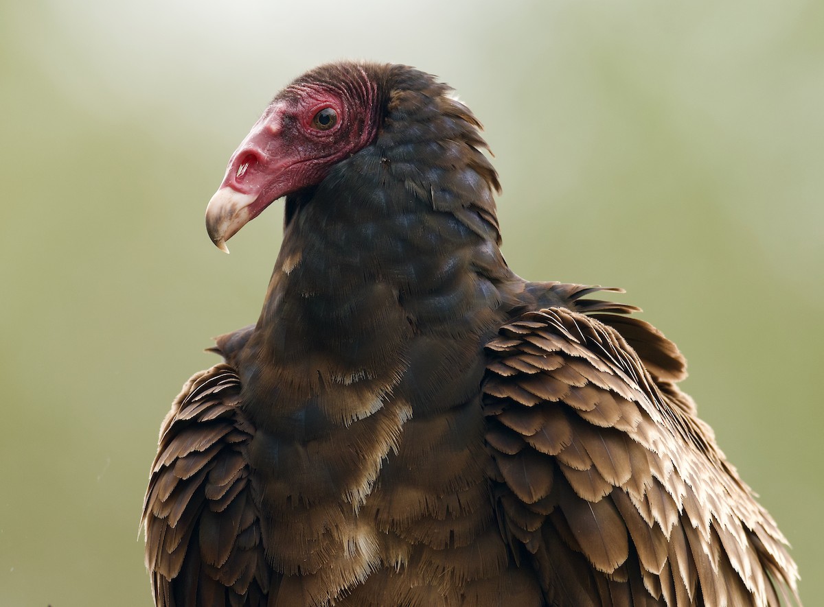 Turkey Vulture - ML614468030