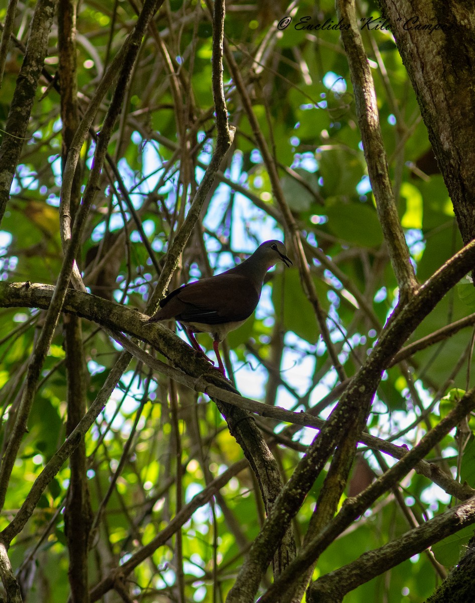 Gray-headed Dove (Brown-backed) - ML614468034