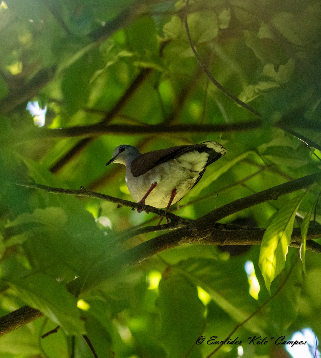 Gray-headed Dove (Brown-backed) - ML614468035