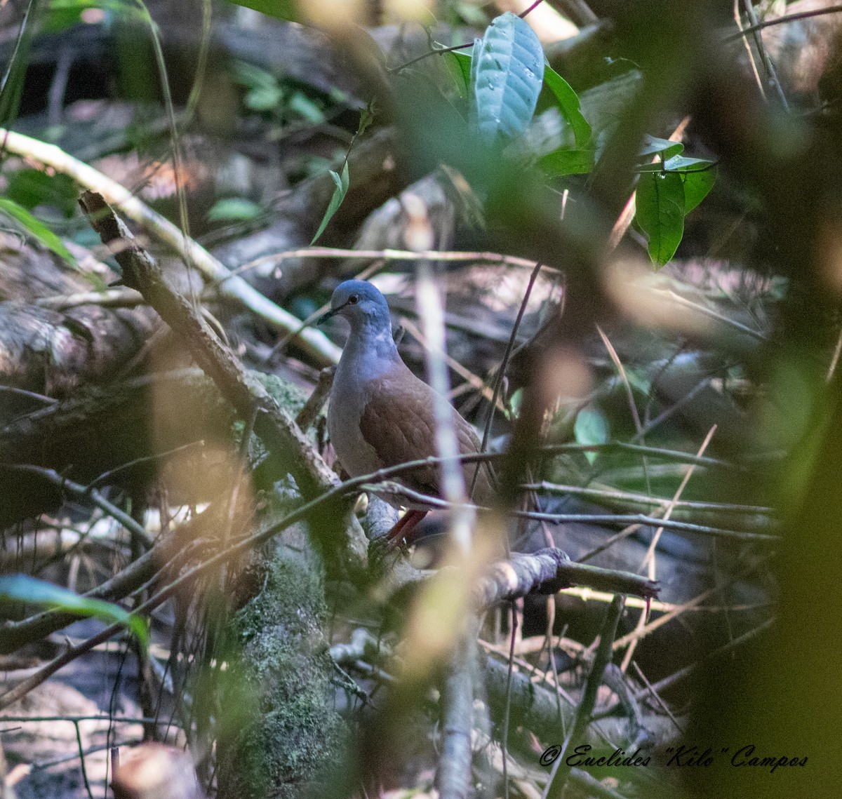 Gray-headed Dove (Brown-backed) - ML614468036