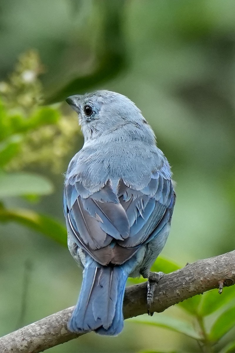 Blue-gray Tanager - ML614468071