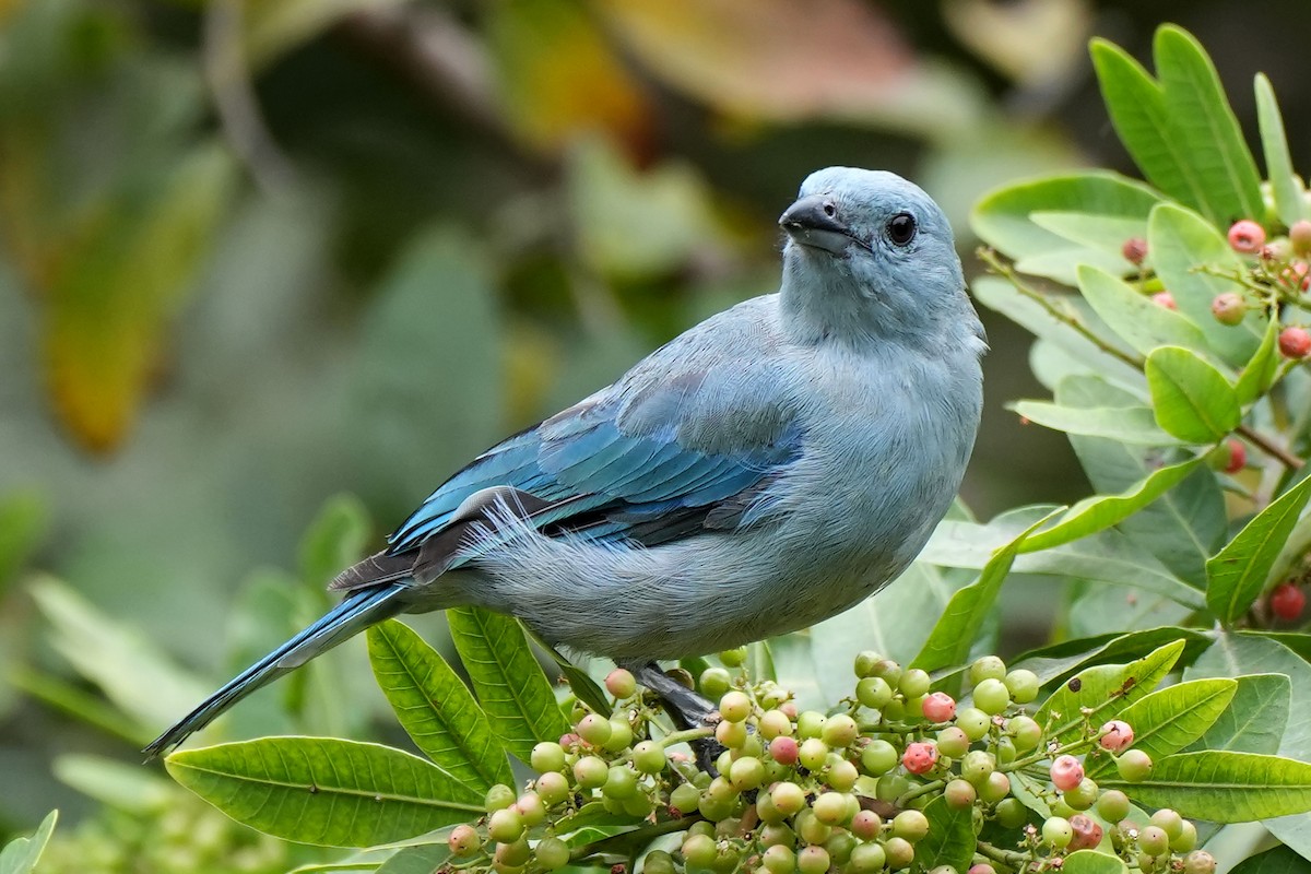 Blue-gray Tanager - ML614468072