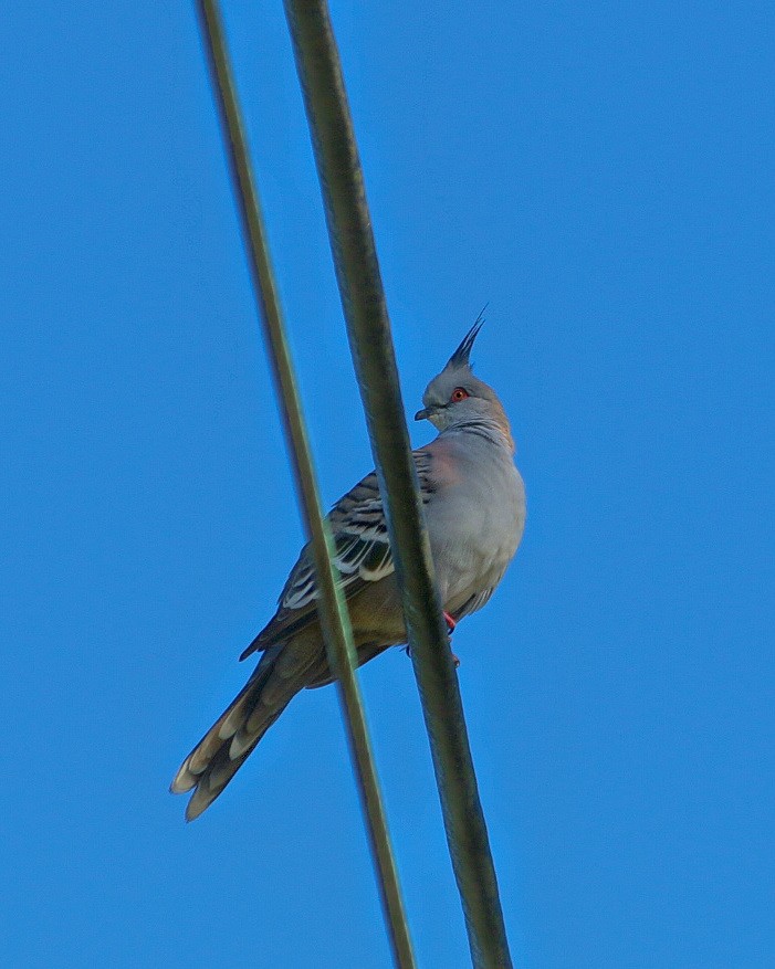 Crested Pigeon - ML614468143