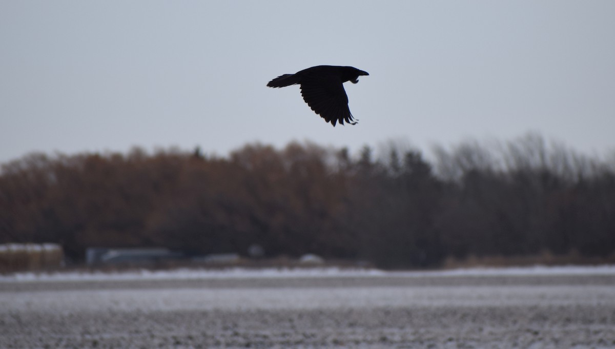Common Raven - Richard Buist