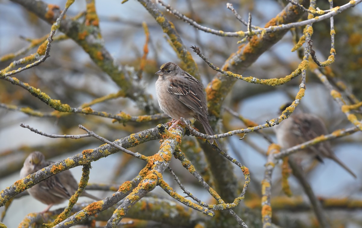 Golden-crowned Sparrow - ML614468595