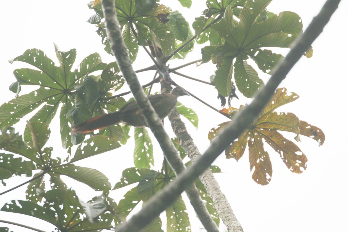 čačalaka kropenatá (ssp. guttata/subaffinis) - ML614469023