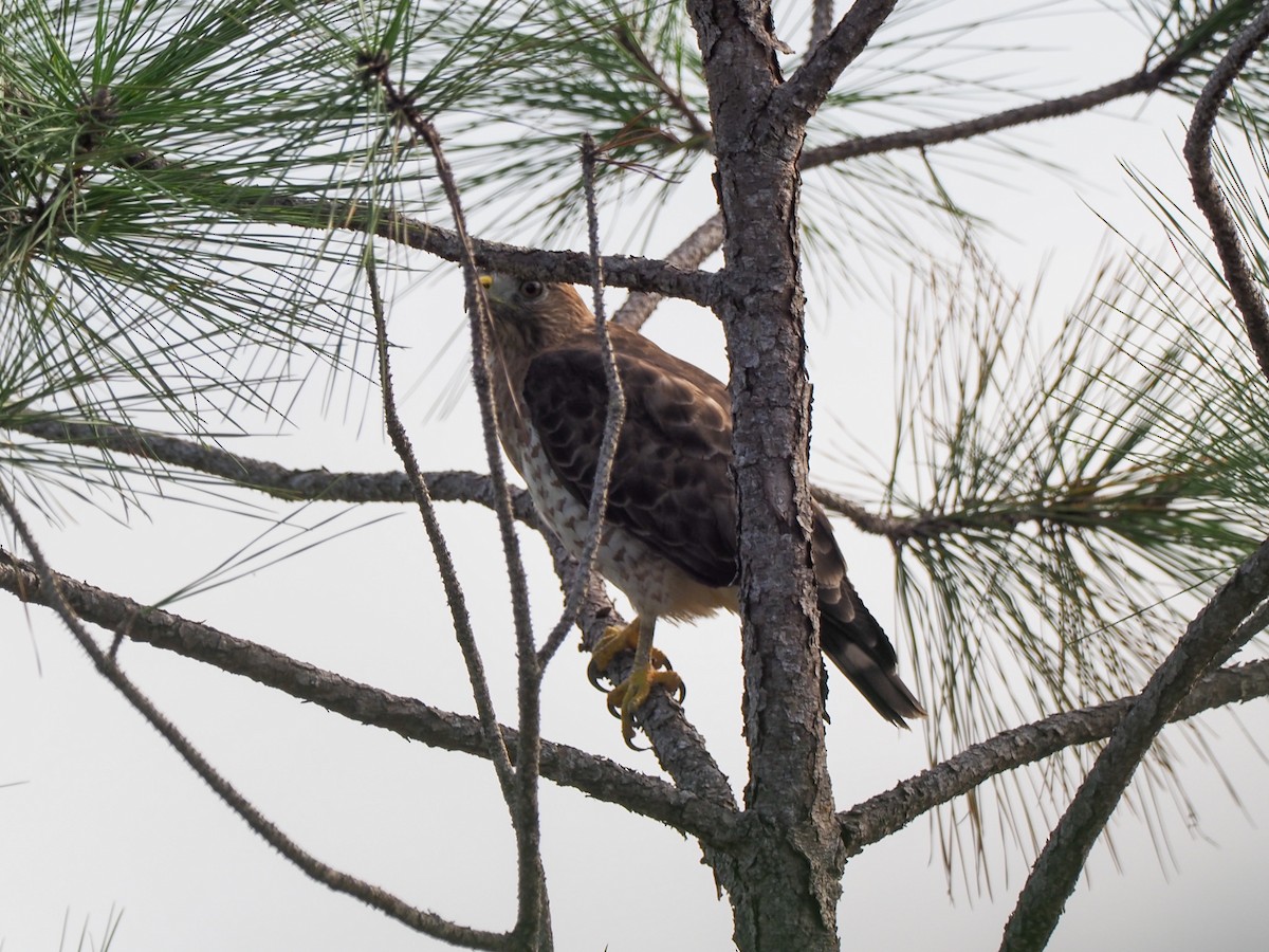 Broad-winged Hawk (Caribbean) - ML614469101