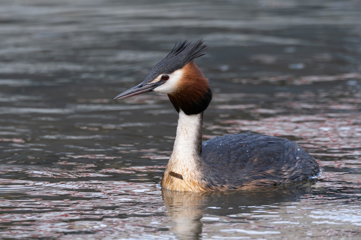 Great Crested Grebe - Ben Ackerley